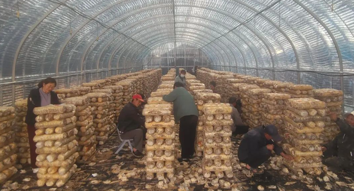 白音他拉苏木：赋能产业振兴 “食用菌大棚+庭院经济”双轮驱动促增收.png